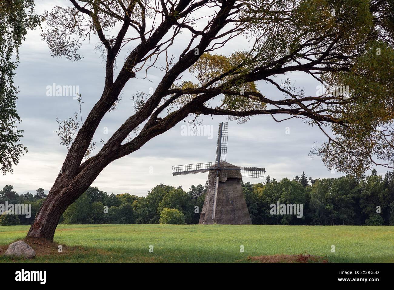 Holzmühle auf grünem Grasfeld. Alte Windmühle in der Nähe des Waldes. Ländliche Landschaft, Dorf in Litauen. Stockfoto