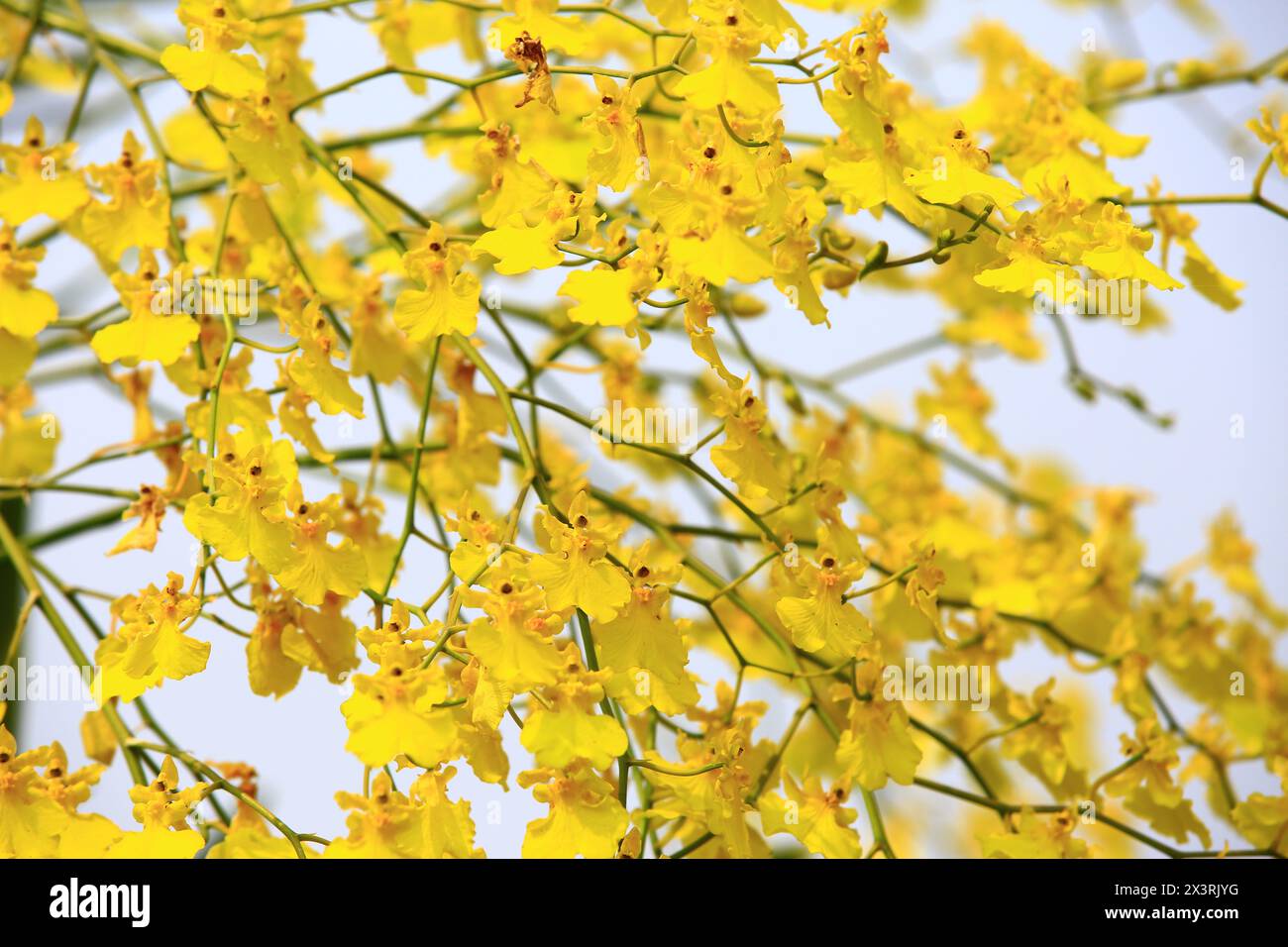 Oncidium Orchid oder tanzende Lady Orchid oder Oncidium Altissimum oder Golden Shower Orchideenblumen mit Himmelshintergrund, blühend gelb Oncidium Orchid Stockfoto