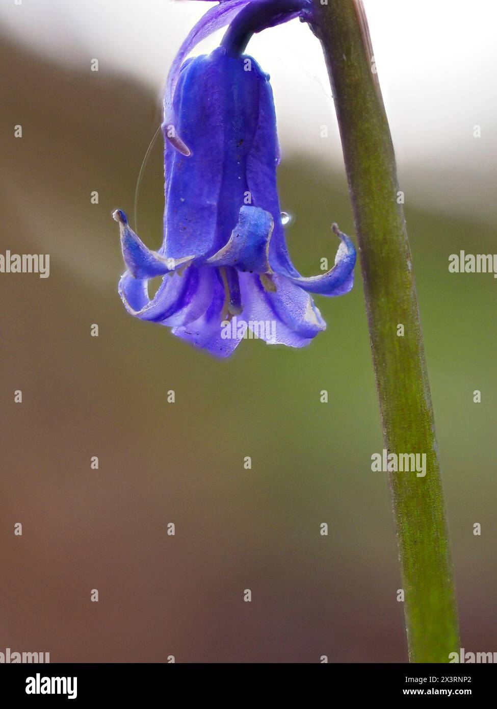Eine Nahaufnahme einer gewöhnlichen Blume, Hyacinthoides non-scripta. Stockfoto