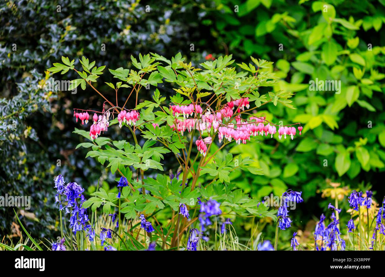 Blutende Herzpflanze (Lamprocapnos spectabilis) in der Blüte vor dem Hintergrund von Blauglocken im RHS Garden Wisley, Surrey, Südosten Englands im Frühjahr Stockfoto