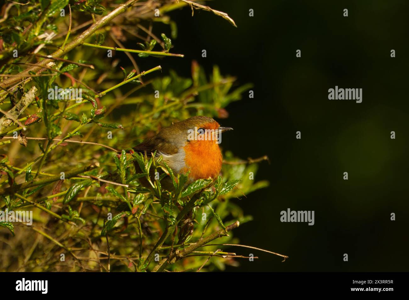 Buntes Europäisches rotkehlchen, das aus dem Busch im Garten auftaucht. Dunkler Hintergrund. Stockfoto