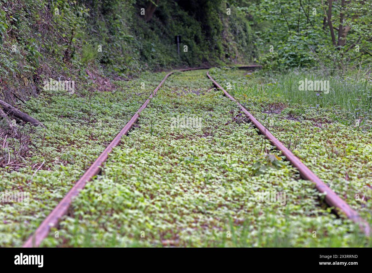 MuseumsBahnen in Nordrhein-Westfalen die Strecke der Hespertalbahn, die historische Normalspurbahn zwischen Essen Kupferdreh und Haus Scheppen in Fischlaken ist. Essen Nordrhein-Westfalen Deutschland Kupferdreh *** Museumsbahnen in Nordrhein-Westfalen die Strecke der Hespertalbahn, die eine historische Normalspurbahn zwischen Essen Kupferdreh und Haus Scheppen in Fischlaken Essen Nordrhein-Westfalen Deutschland Kupferdreh ist Stockfoto