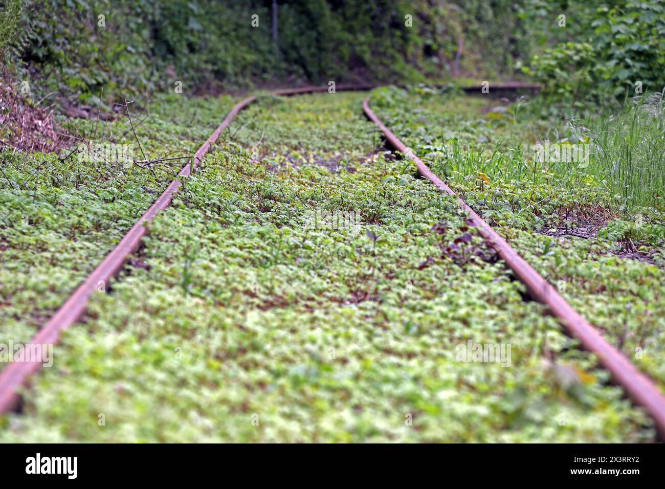 MuseumsBahnen in Nordrhein-Westfalen die Strecke der Hespertalbahn, die historische Normalspurbahn zwischen Essen Kupferdreh und Haus Scheppen in Fischlaken ist. Essen Nordrhein-Westfalen Deutschland Kupferdreh *** Museumsbahnen in Nordrhein-Westfalen die Strecke der Hespertalbahn, die eine historische Normalspurbahn zwischen Essen Kupferdreh und Haus Scheppen in Fischlaken Essen Nordrhein-Westfalen Deutschland Kupferdreh ist Stockfoto