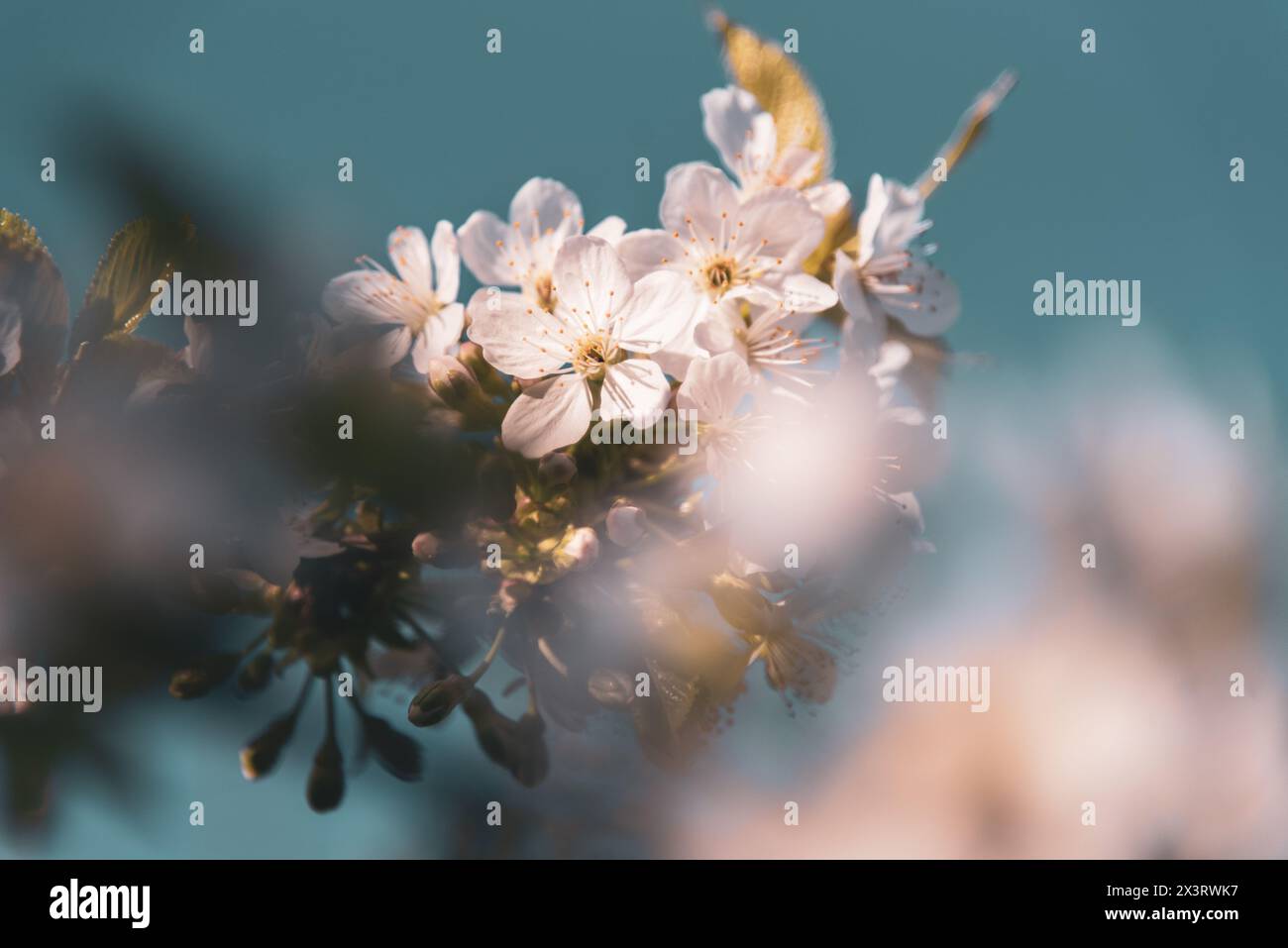 Blühende Süßkirsche (Prunus Avium) im Frühling Stockfoto