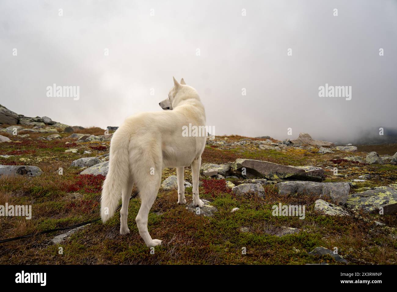 Weißer sibirischer Husky auf felsigem Berg Stockfoto