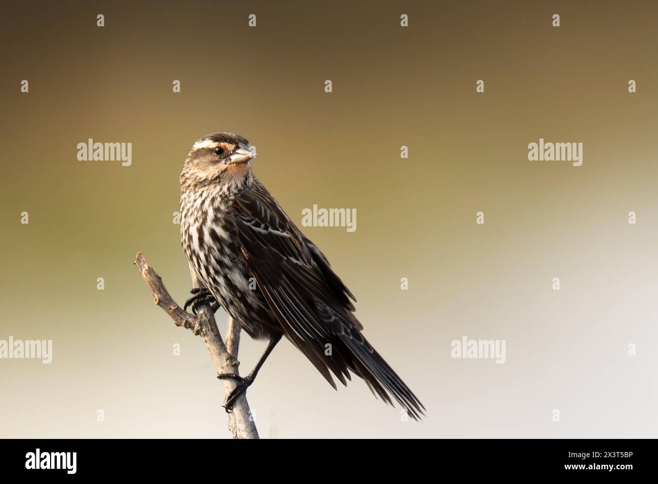 Rot geflügelter schwarzer Vogel, der auf Baumzweig thront Stockfoto