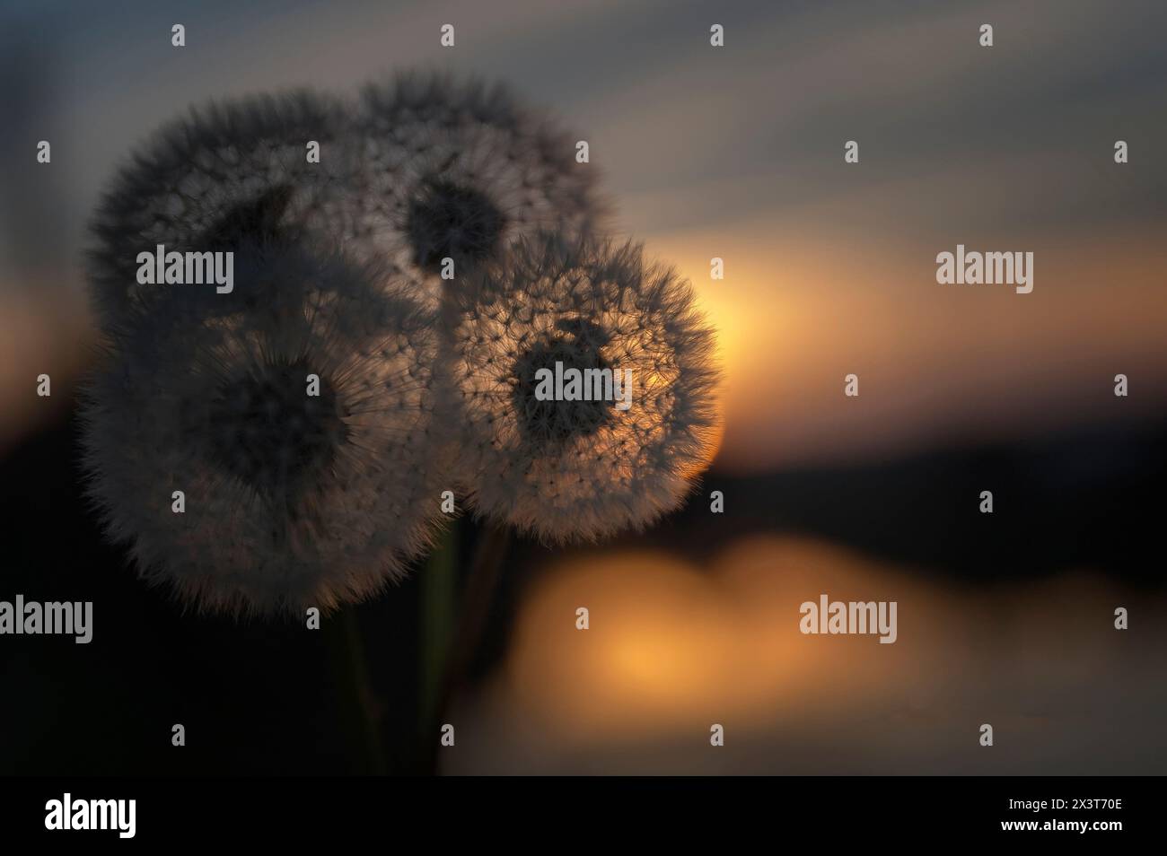 Diente de León Stockfoto