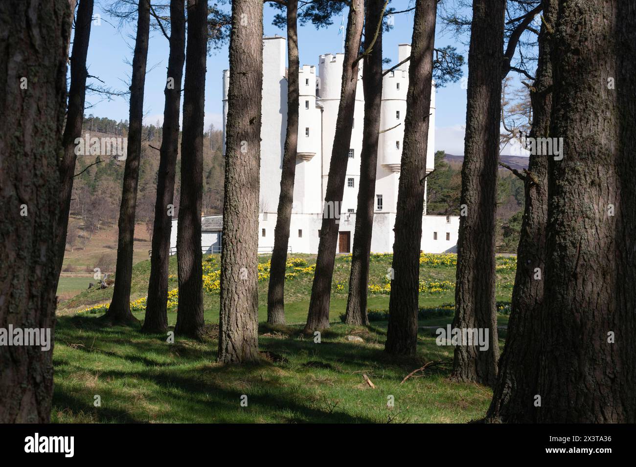 Blick auf Braemar Castle in Royal Deeside vom schottischen Kiefernwald (Pinus sylvestris) auf dem Gelände Stockfoto