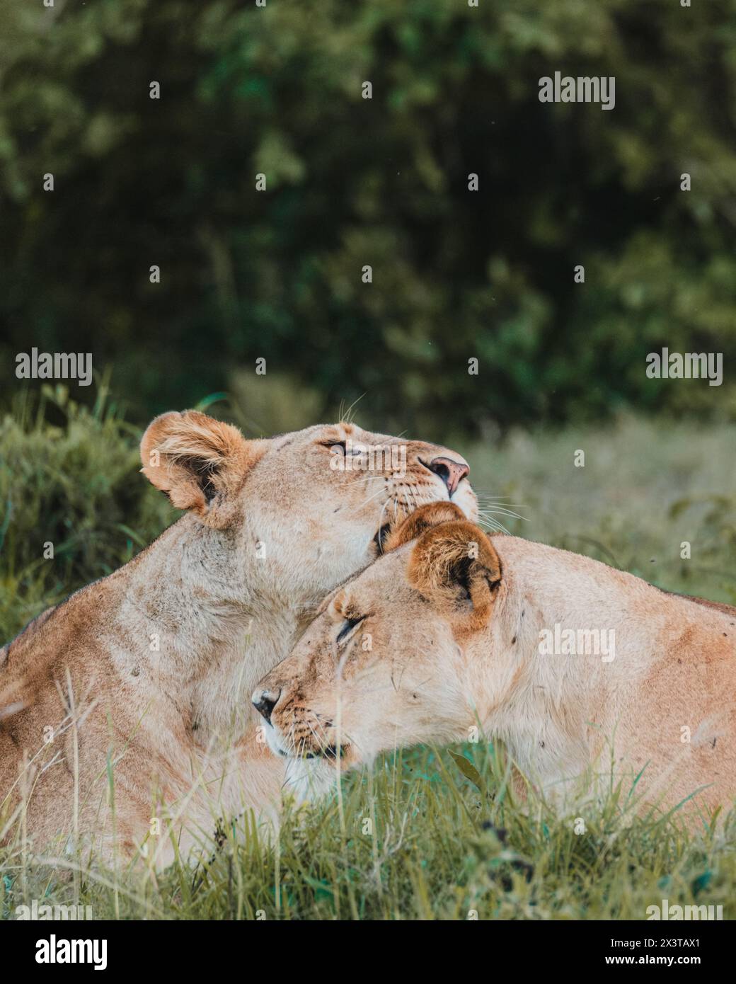 Löwin spielt spielerisch mit dem Jungen, Ol Pejeta Stockfoto