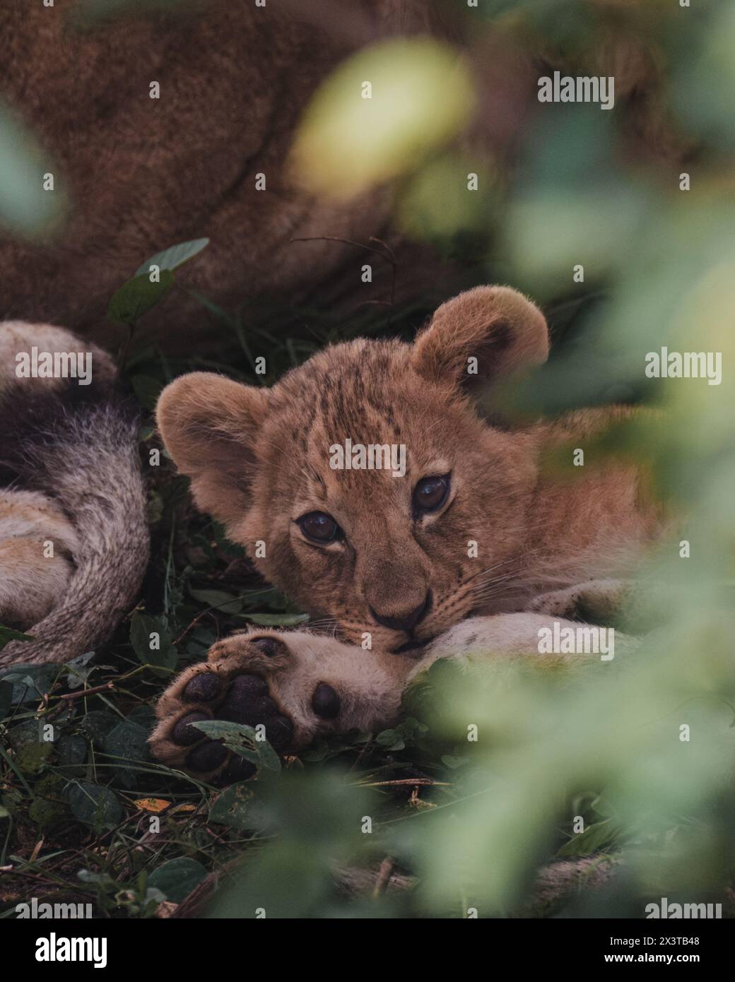 Schläfriges Löwenjunge beim Nickerchen in Ol Pejeta Conservancy Stockfoto