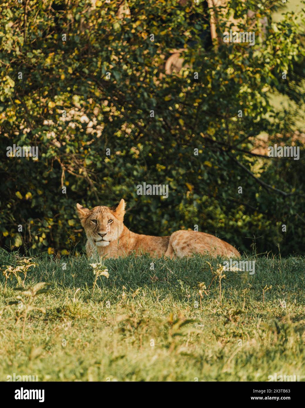 Löwe in Ruhe, sanfter Blick, Ol Pejeta Conservancy. Stockfoto