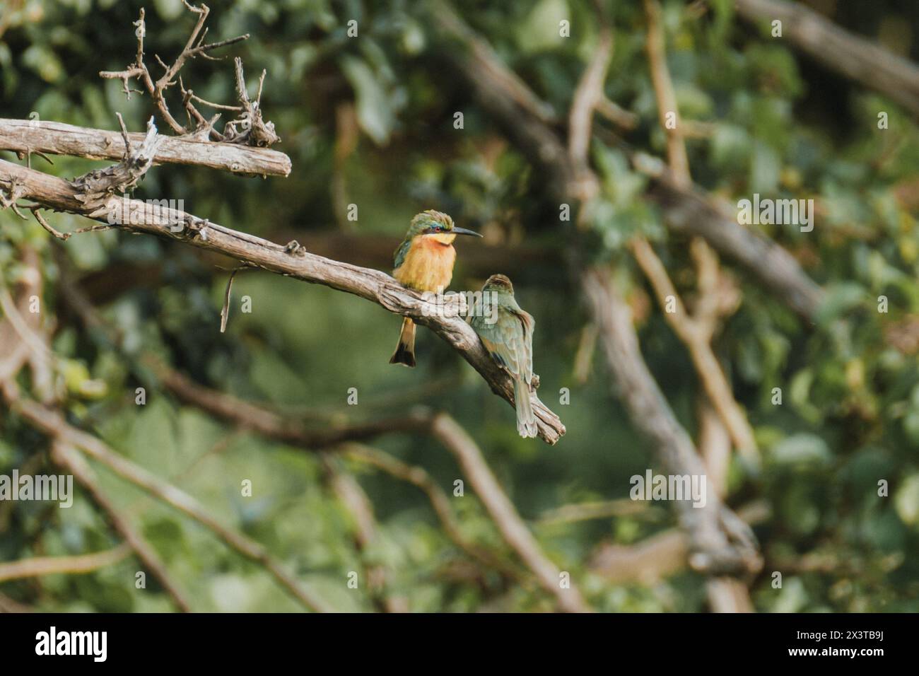 Lebhafte kleine Bienenfresser auf einem Zweig, Masai Mara Stockfoto