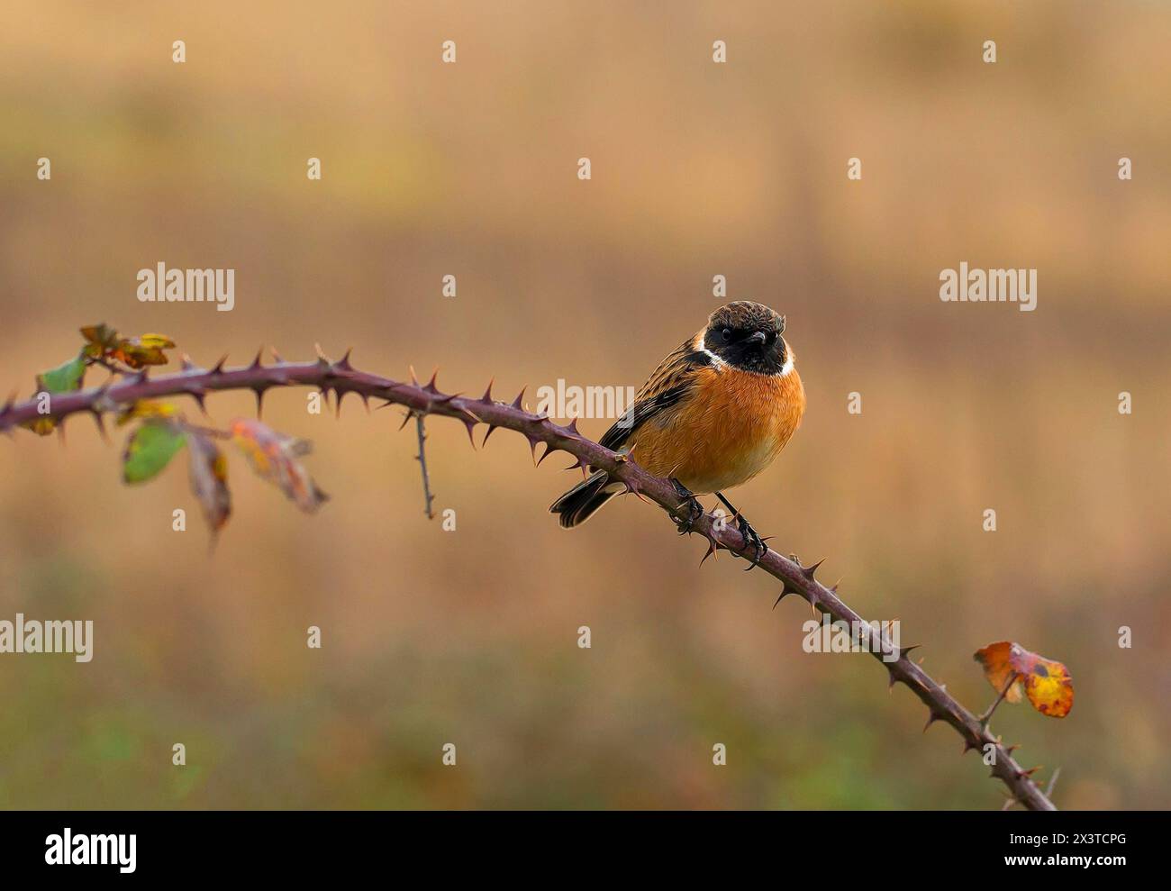 Aves Silvestres Stockfoto