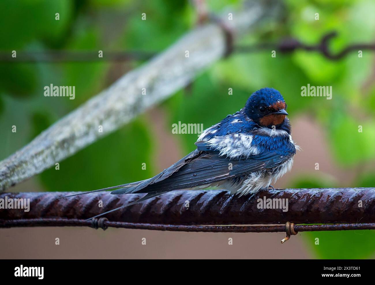 Aves Silvestres Stockfoto