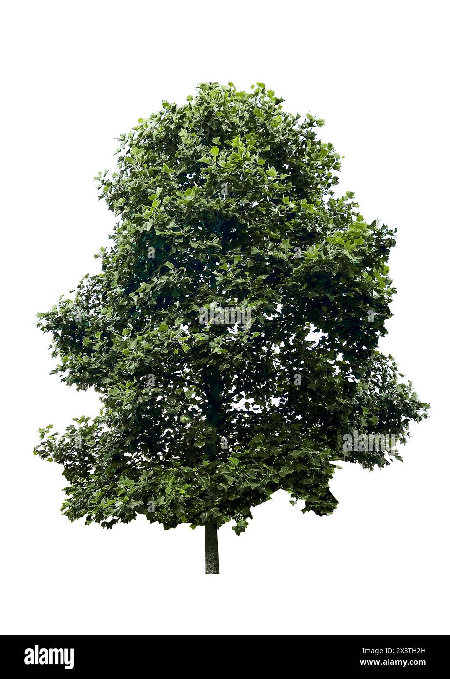 Wunderschöner Baum mit grünen Blättern, isoliert auf weiß Stockfoto
