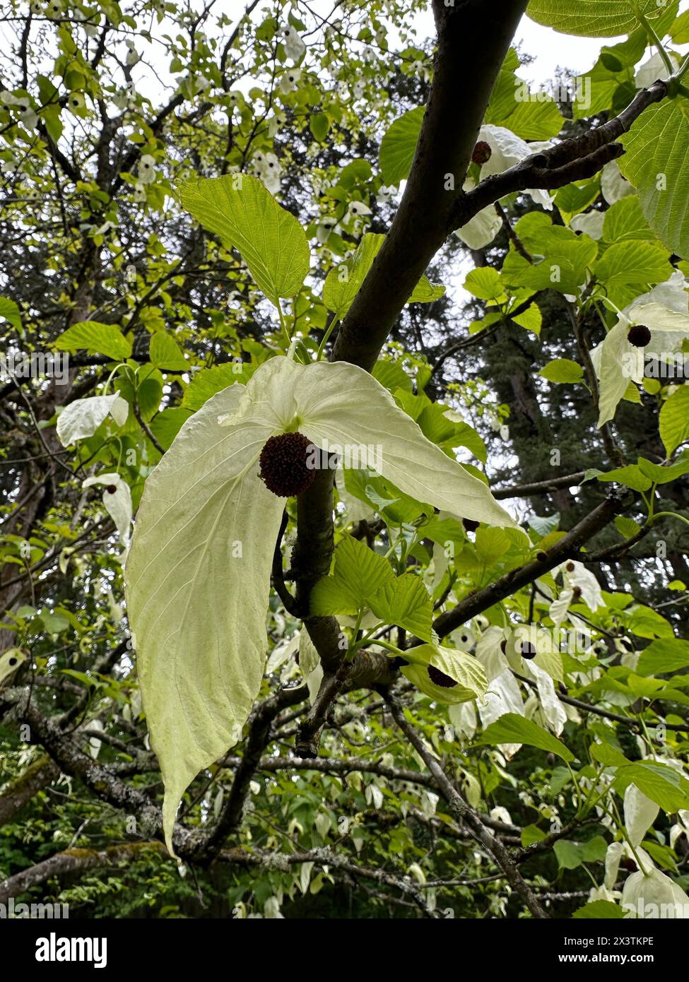 Nahaufnahme der Blüte auf einem Davidia Involucrata - Taubenbaum. Stockfoto
