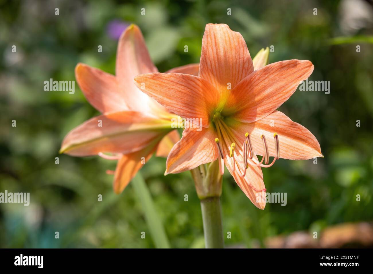Wunderschöne orangene Lilienblüten blühen im Garten. Es ist auch bekannt als Fire Lily, Tiger Lily, Jimmy's Bane und St. John's Lily. Stockfoto