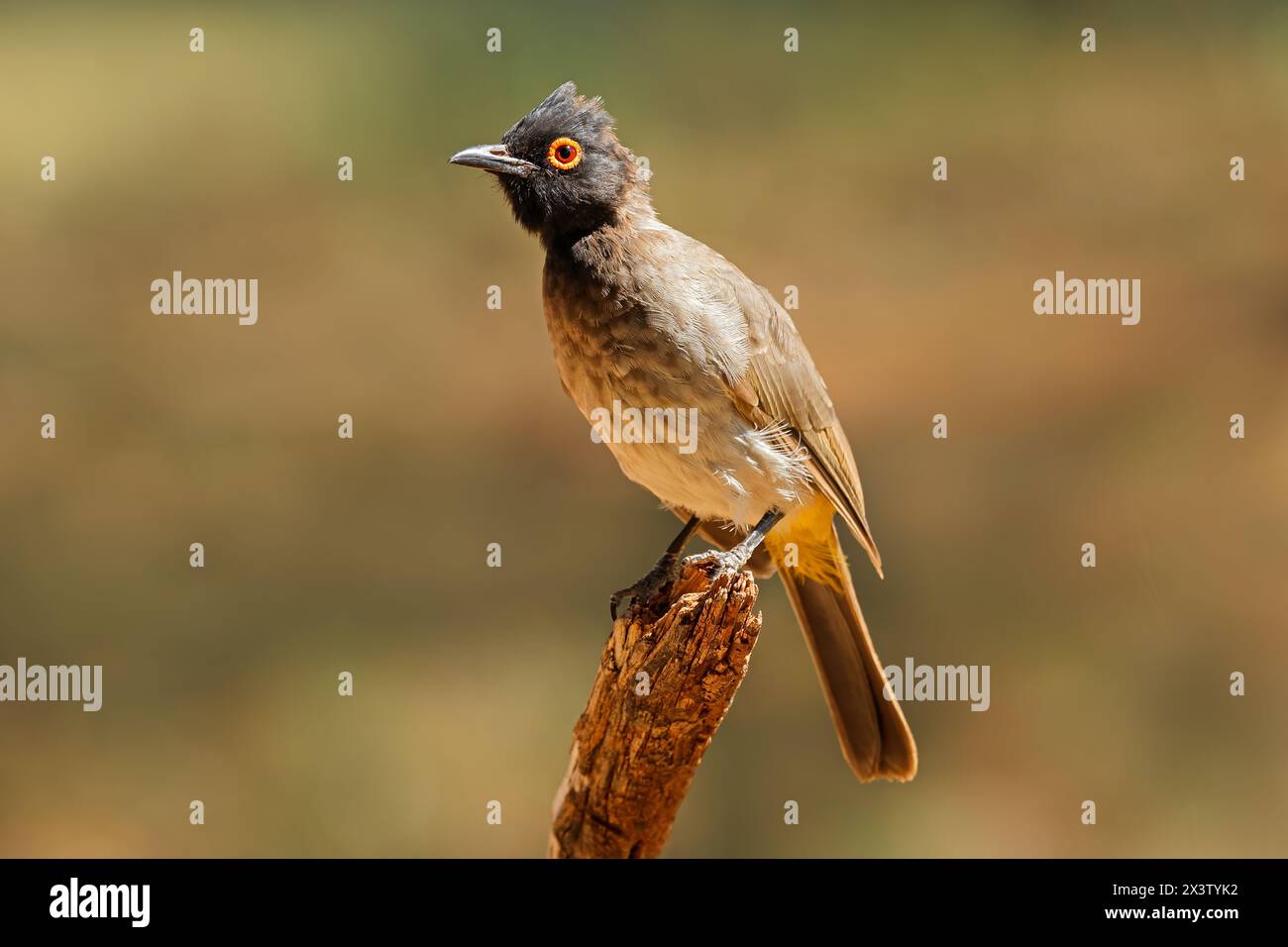 Ein afrikanischer Rotaugen-Bulbul (Pycnonotus nigricans), der auf einem Zweig in Südafrika thront Stockfoto