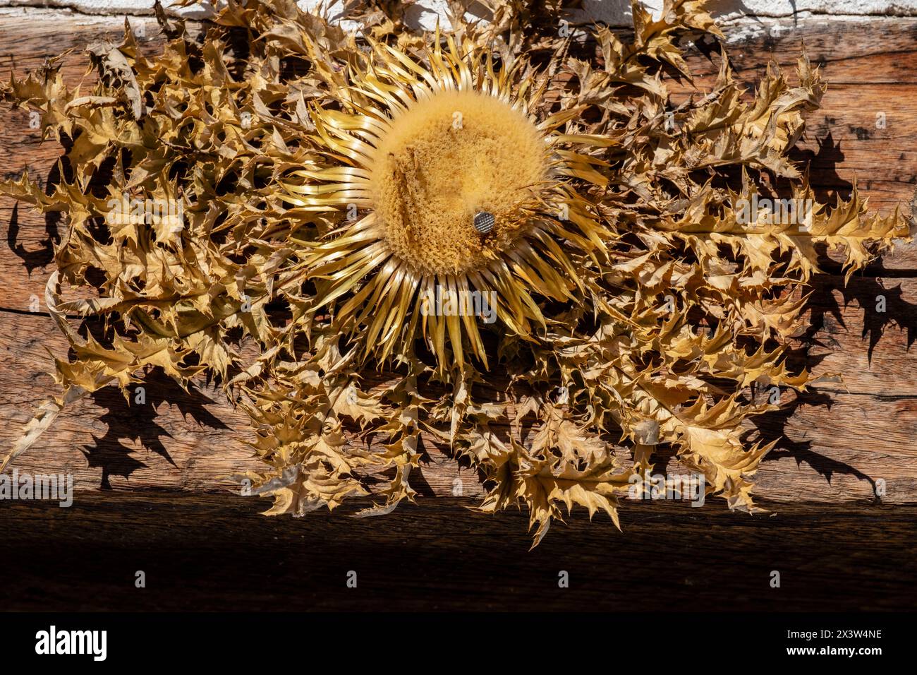 cardo sobre un Portal, simbolo Solar, Enciso, La Rioja, Spanien, Europa Stockfoto