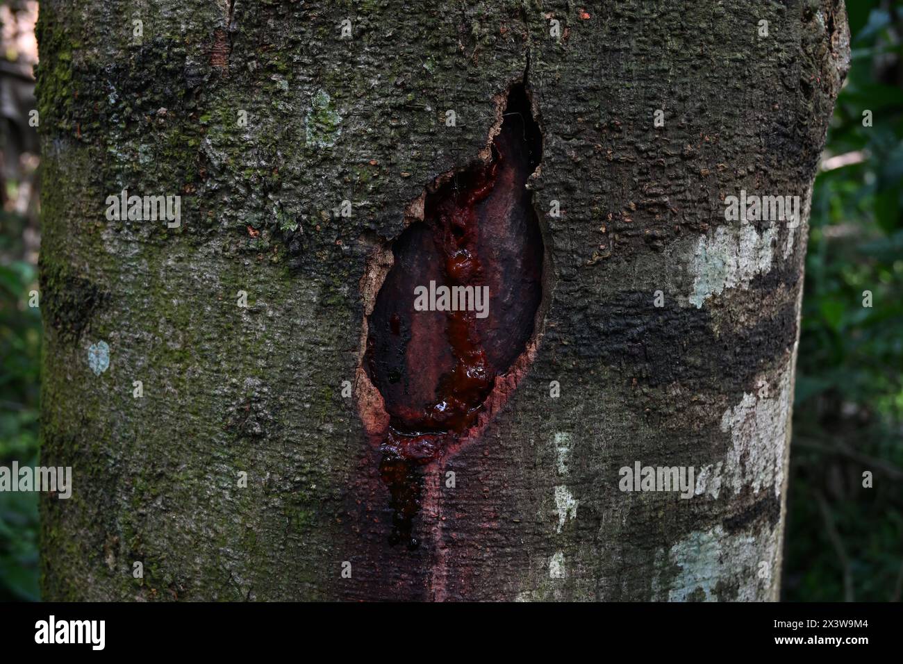 Ansicht eines rindengeschädigten Abschnitts eines Stabbaums mit an der Staboberfläche fließendem baumsaft Stockfoto