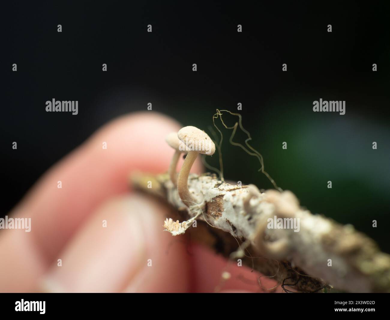 Kleiner Pilz, der auf drei Holzstücken wächst, mit menschlichen Fingern im Hintergrund Stockfoto
