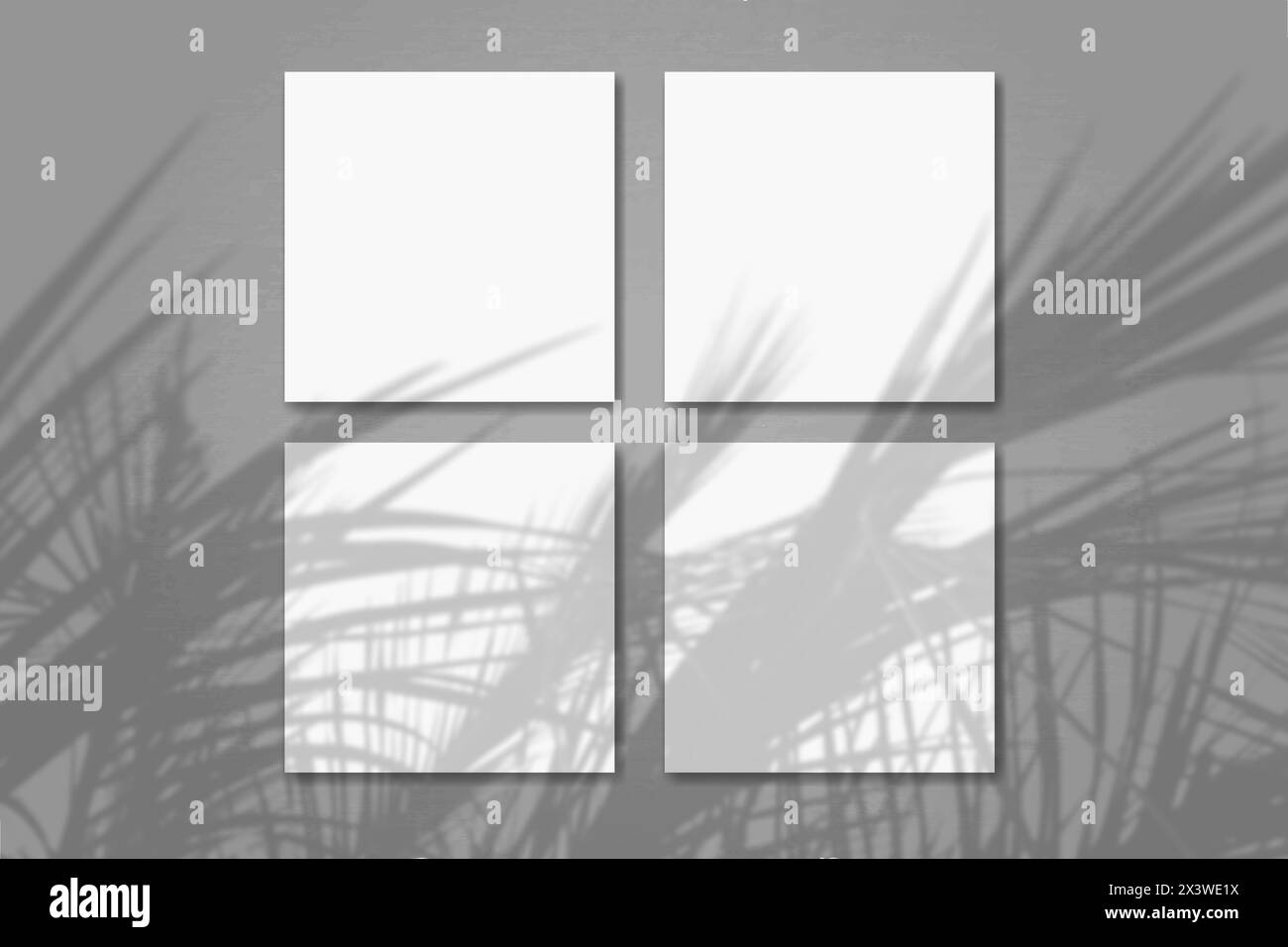 Natürliches Licht wirft Schatten von der Pflanze auf 4 quadratische Blätter weißes strukturiertes Papier, das auf einem grauen Hintergrund liegt. Modell. Stockfoto