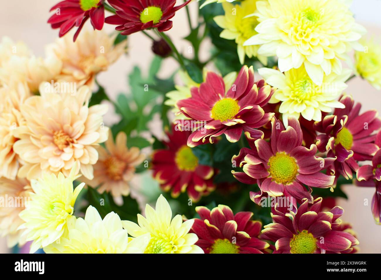 Ein Haufen Blumen, lila, gelb, orange. Chrysanthemen Stockfoto
