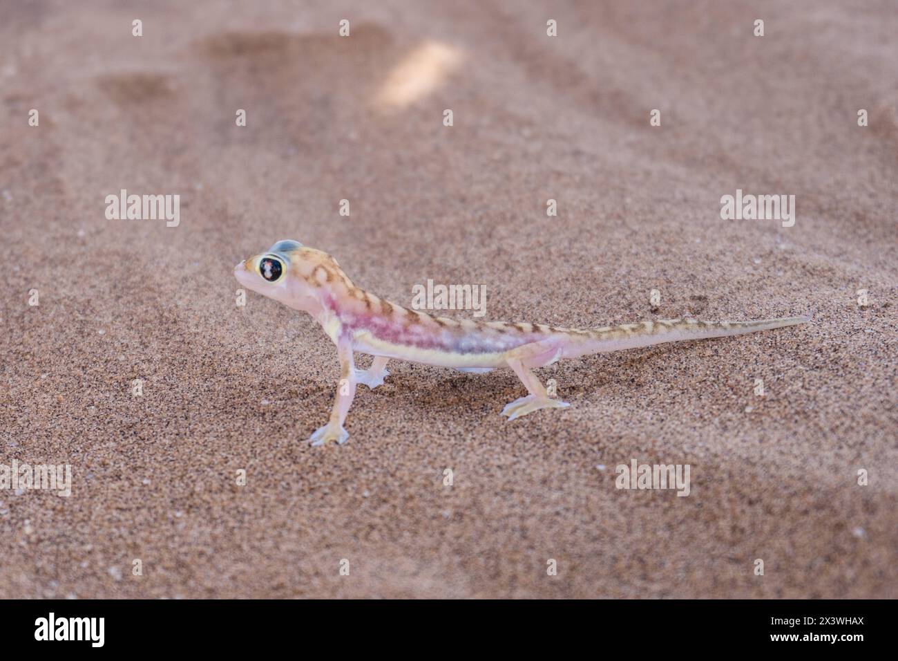 Namib-Sandgecko in der Nähe von Swakopmund, Namibia Stockfoto