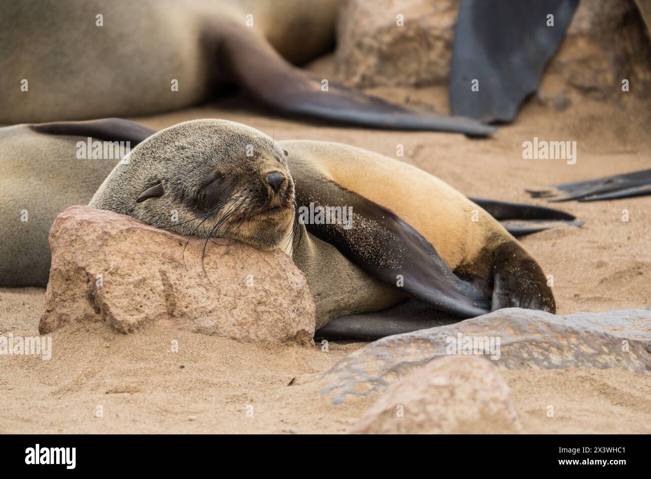 Braune Seehunde am Cape Cross, Namibia Stockfoto