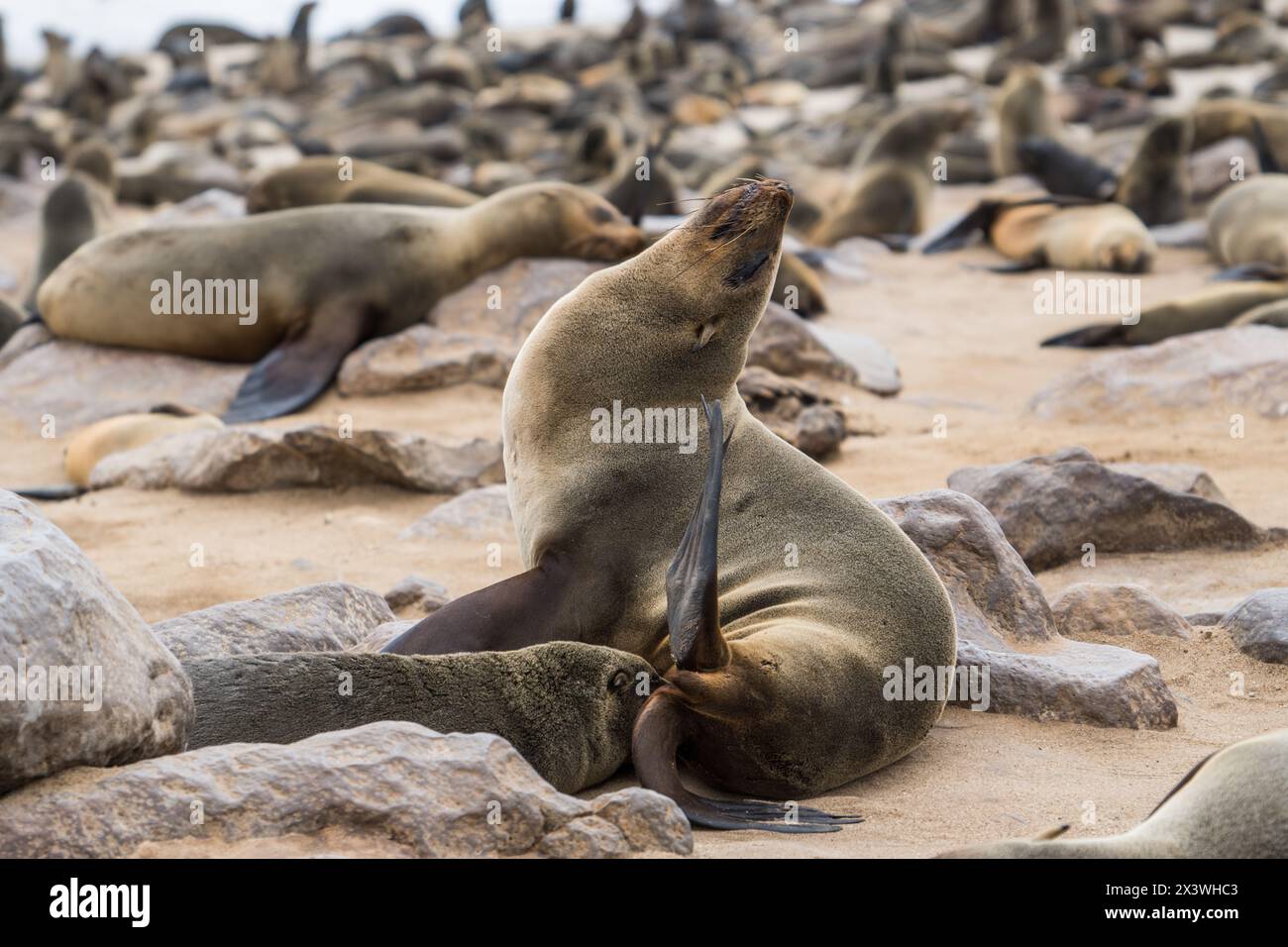 Braune Seehunde am Cape Cross, Namibia Stockfoto