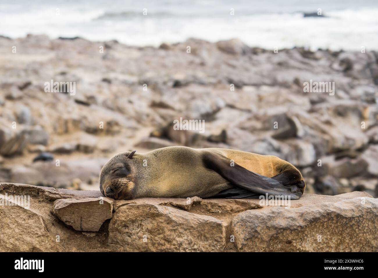 Braune Seehunde am Cape Cross, Namibia Stockfoto