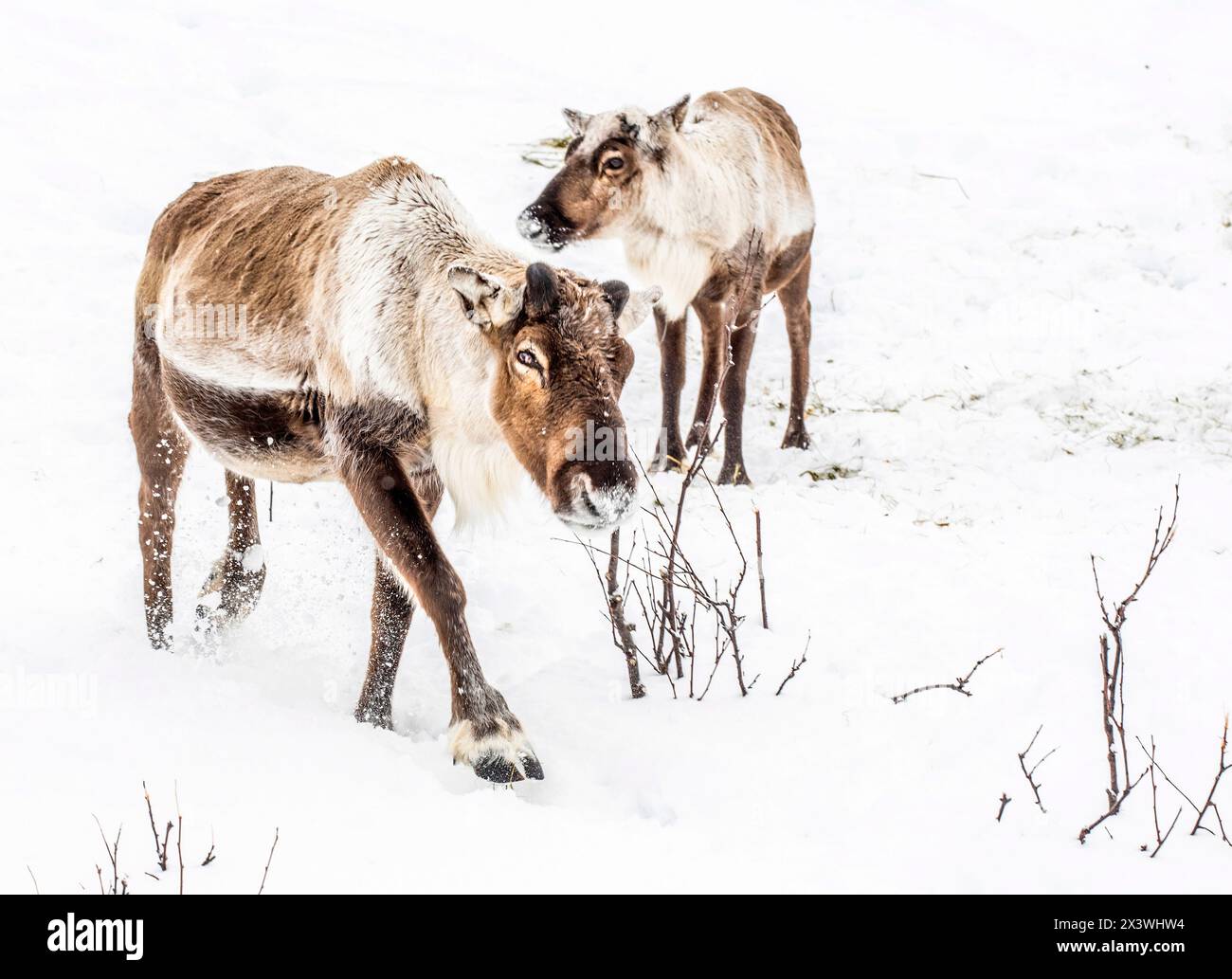 Norwegen, Stadt Tromso, junge Rentiere ohne Geweih, im Schnee Stockfoto
