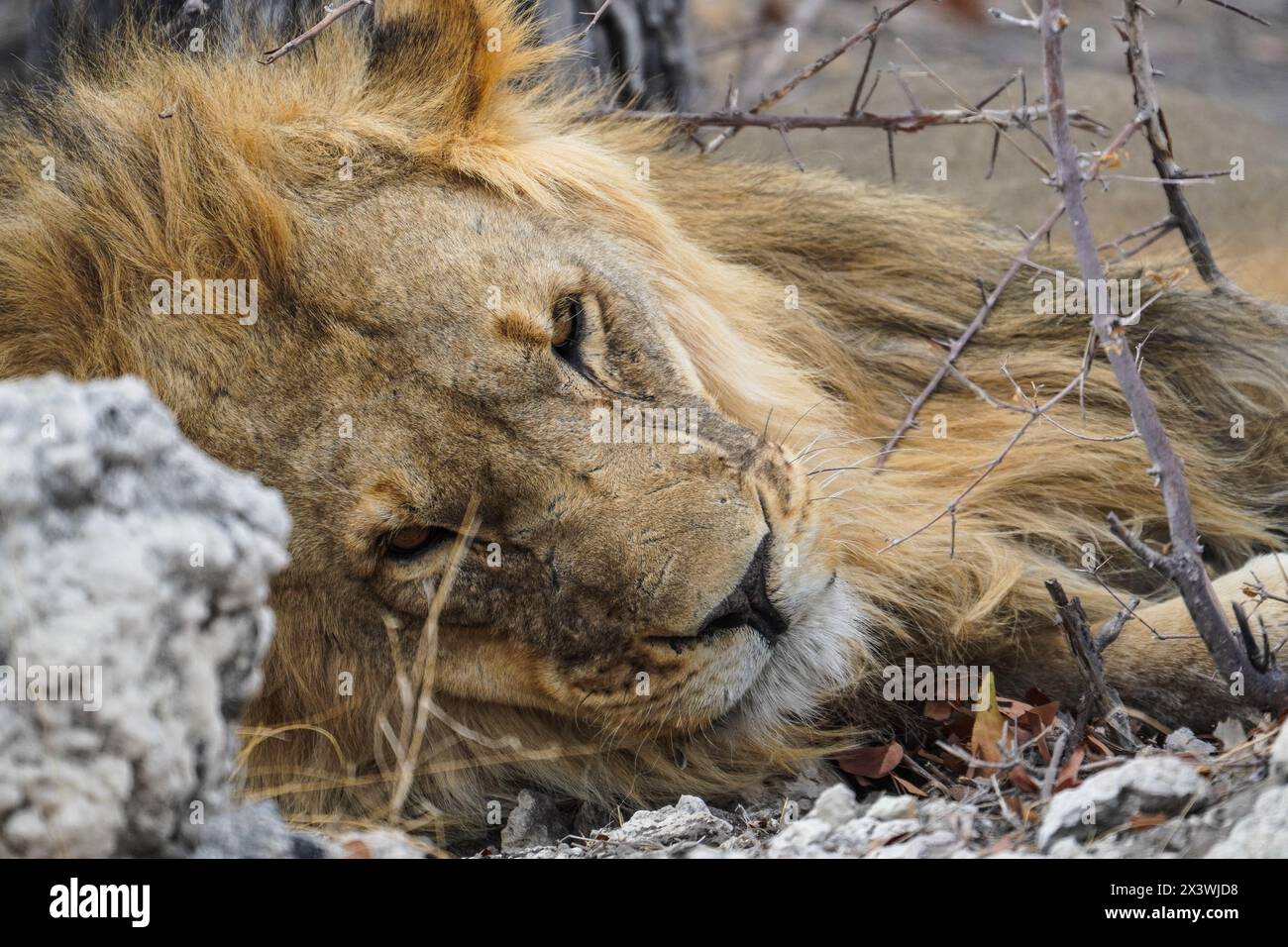 Verschlafener Löwe im Etosha Nationalpark, Namibia Stockfoto