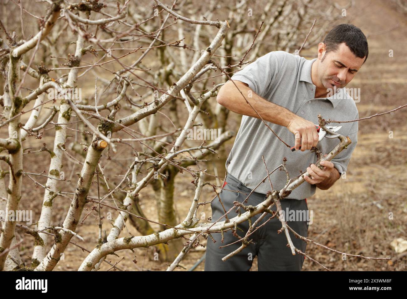 Ein Kirschbaum beschneiden. Andosilla, Navarra, Spanien. Stockfoto