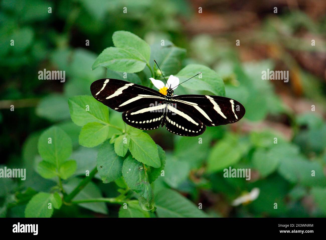 USA. Florida. Miami. Key Biscayne. Bill Baggs Cape Florida State Park. Schmetterlingszebra (Heliconius charithonia). Stockfoto
