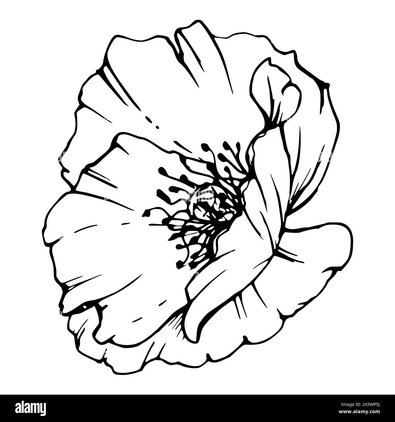 Vektor-Satz von Elementen mit Hand gezeichneten Pfingstrosen Mohn Blumen. Isoliert auf weißem Hintergrund. Botanische Grafik. Design für Einladungen Stock Vektor