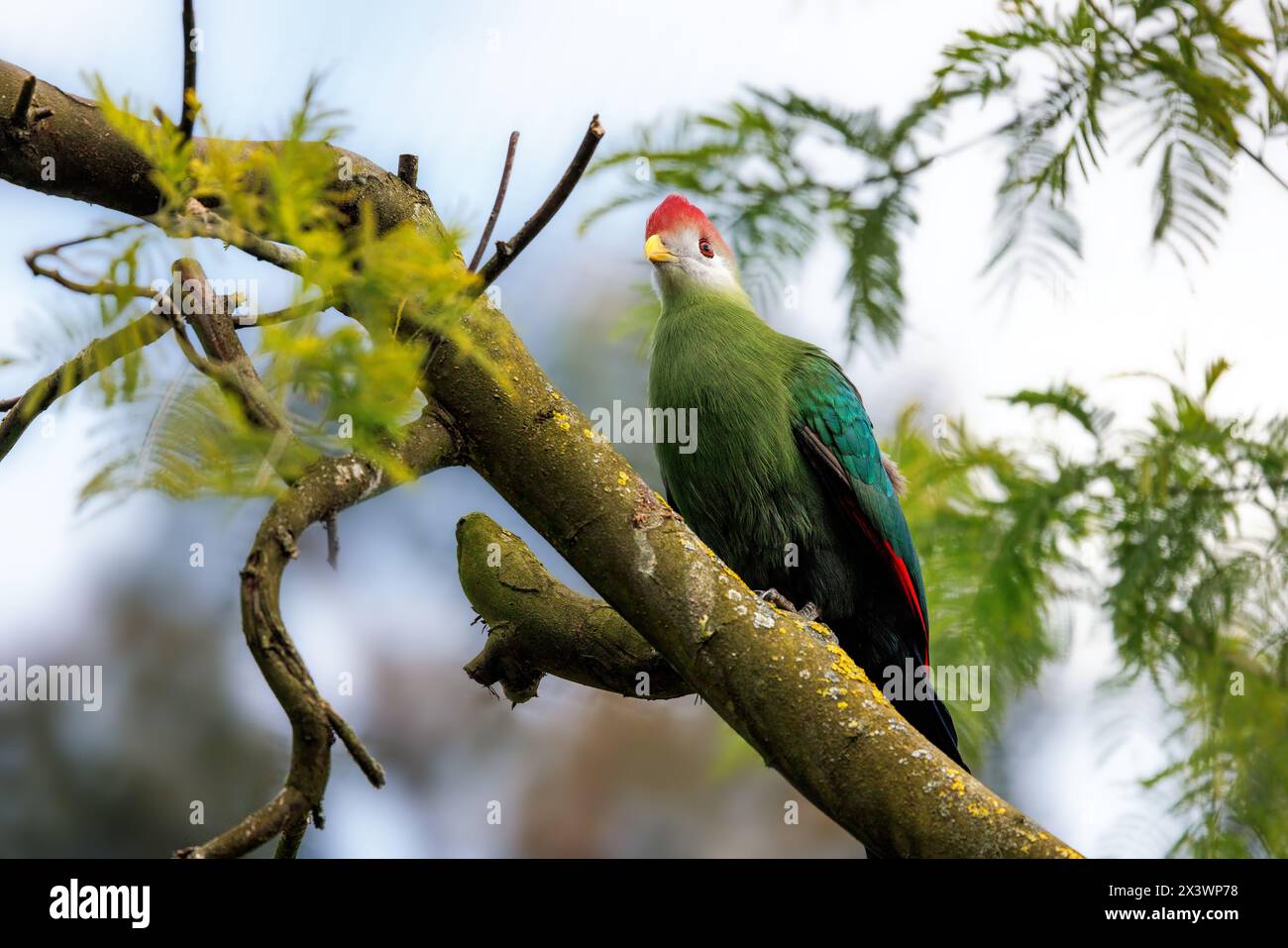 Ein Rotkäppchen, Tauraco erythrolophus, auf einem Baum. Ein farbenfroher, frugivorer Vogel, der im Westen Angolas endemisch ist und der Nationalvogel Angolas ist Stockfoto