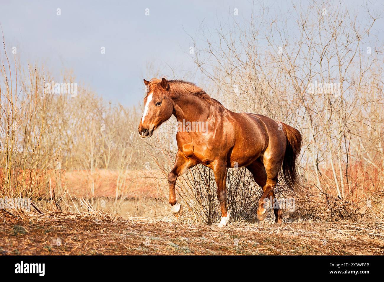 American Quarter Horse. Kastanienstute zu Fuß. Deutschland. Stockfoto