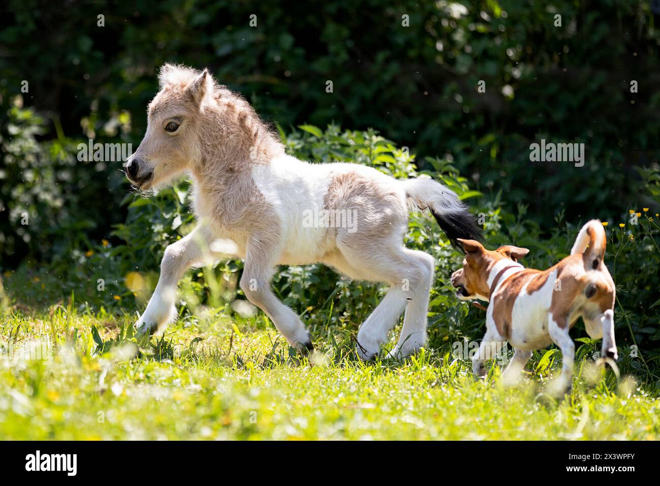 Tierfreundschaft : Mini Shetland Pony Fohlen und Jack Russell Terrier Hund spielen auf einer Wiese. Deutschland Stockfoto