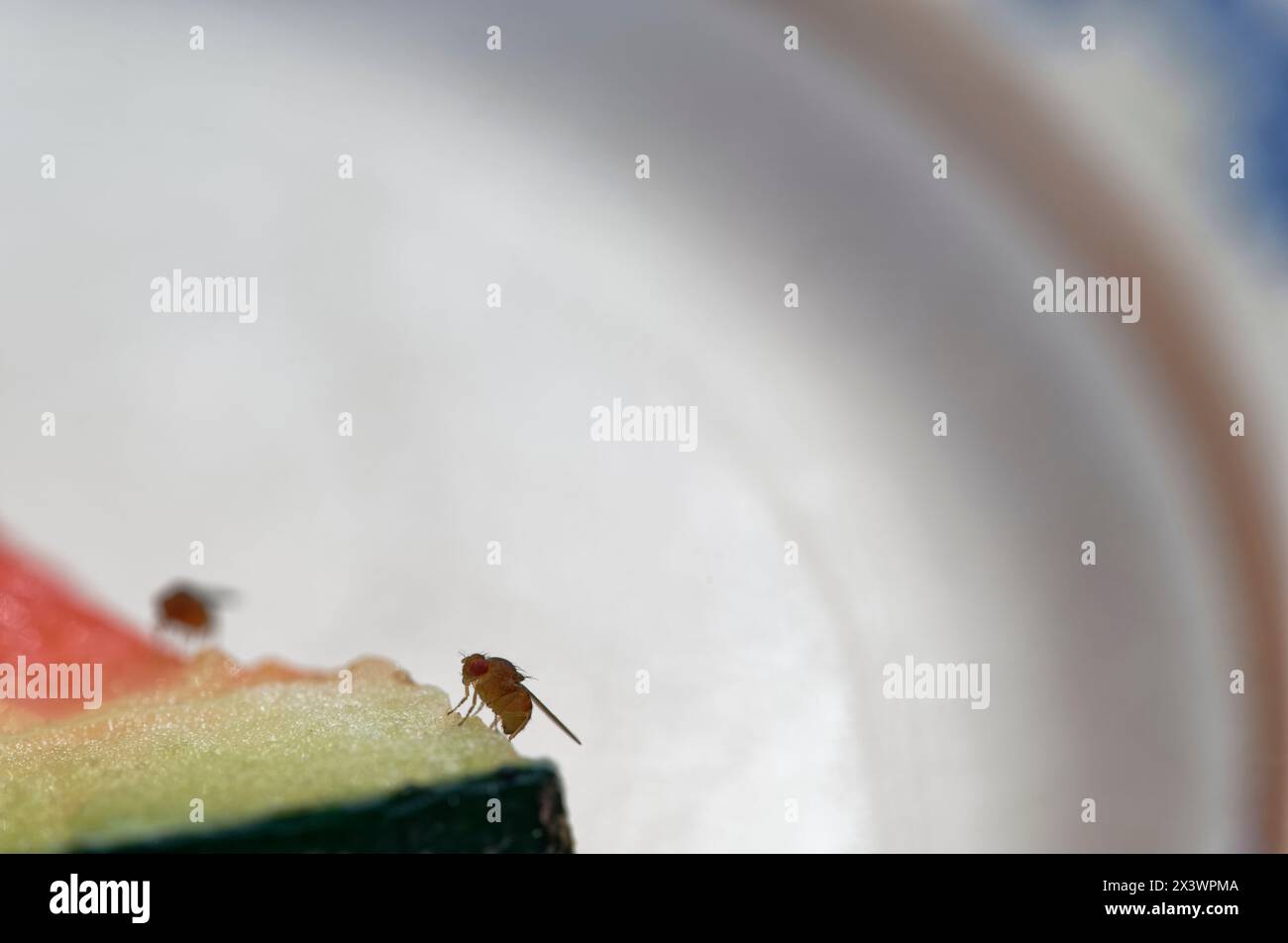 Drosophila oder Fruchtfliegen fressen Wassermelonen. Das Licht lässt ihre Flügel strahlen. Stockfoto