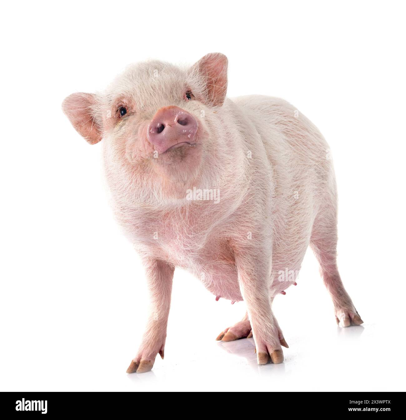 Rosafarbenes Miniaturschwein vor weißem Hintergrund Stockfoto