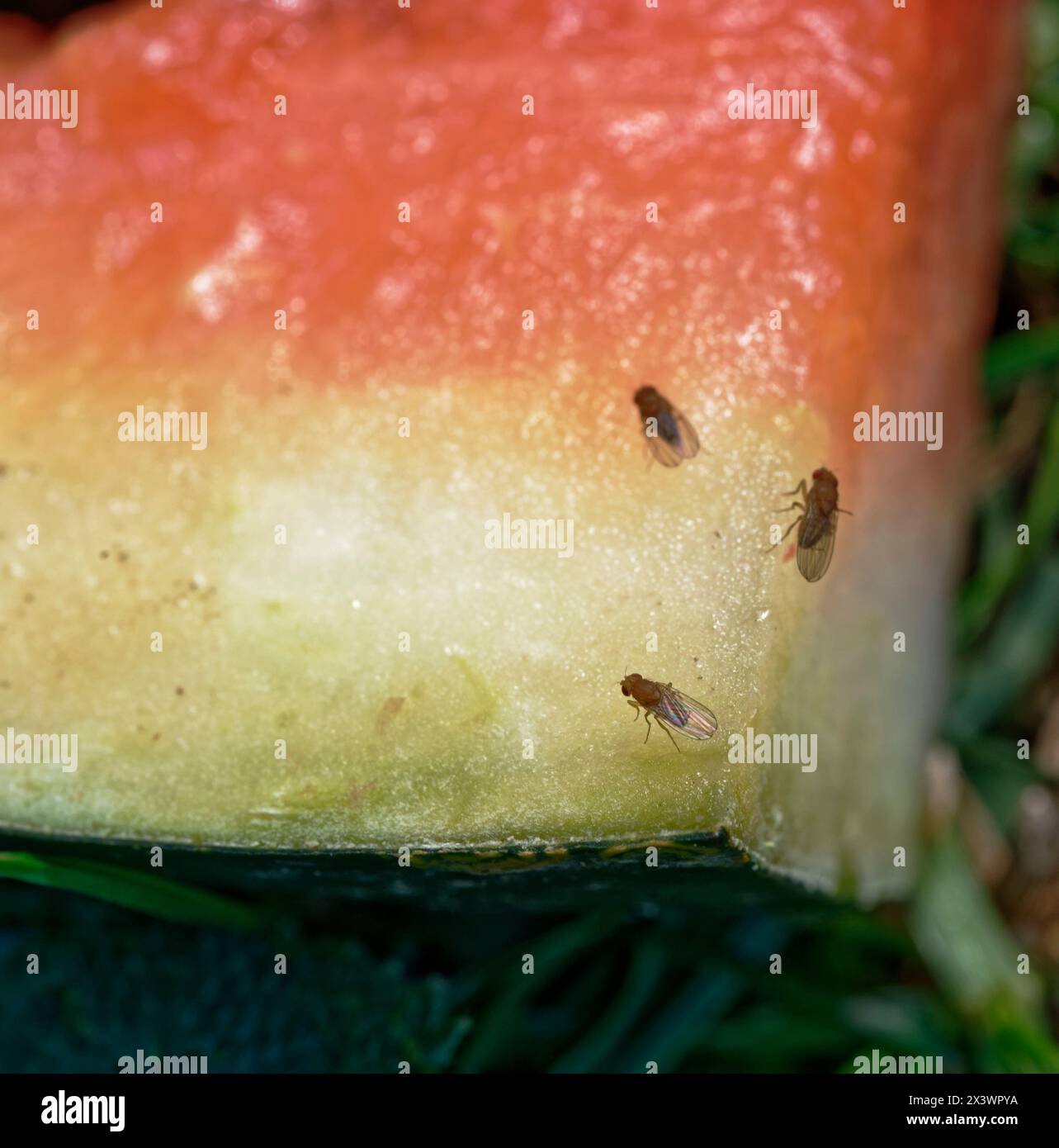 Drosophila oder Fruchtfliegen fressen Wassermelonen. Das Licht lässt ihre Flügel strahlen. Stockfoto