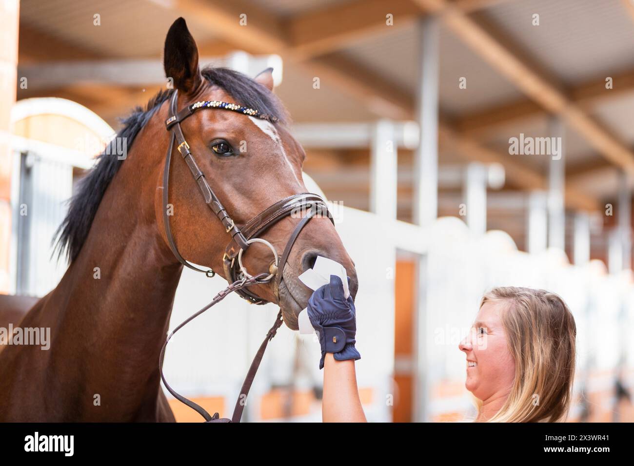 Der Bräutigam reinigt die Nasenlöcher eines Lorbeerpferdes mit einem Nasenlöcher. Deutschland Stockfoto