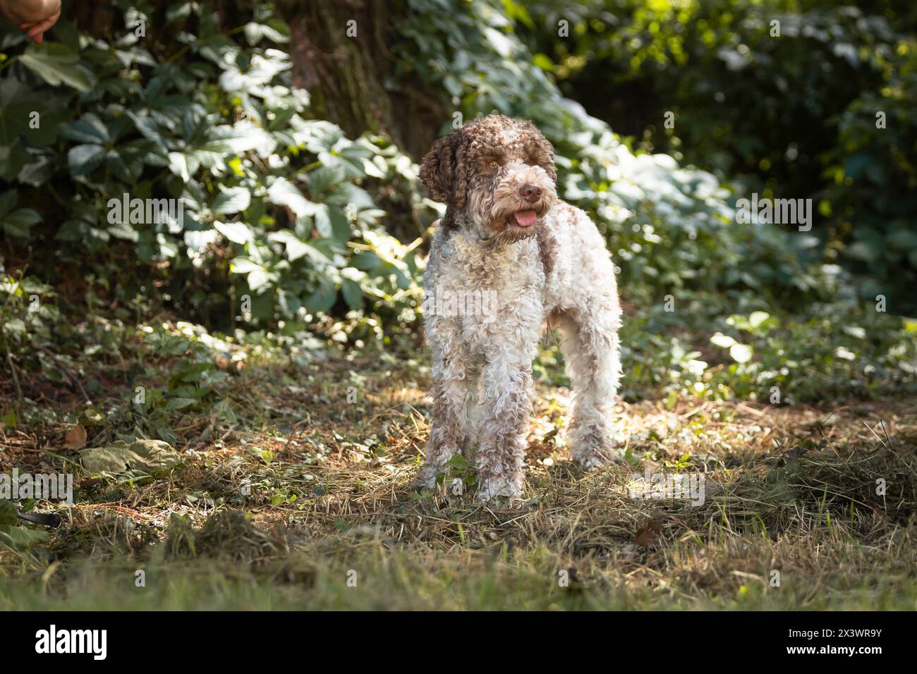 Lagotto Romagnolo. Erwachsener Hund, der in einem Wald steht. Italien Stockfoto
