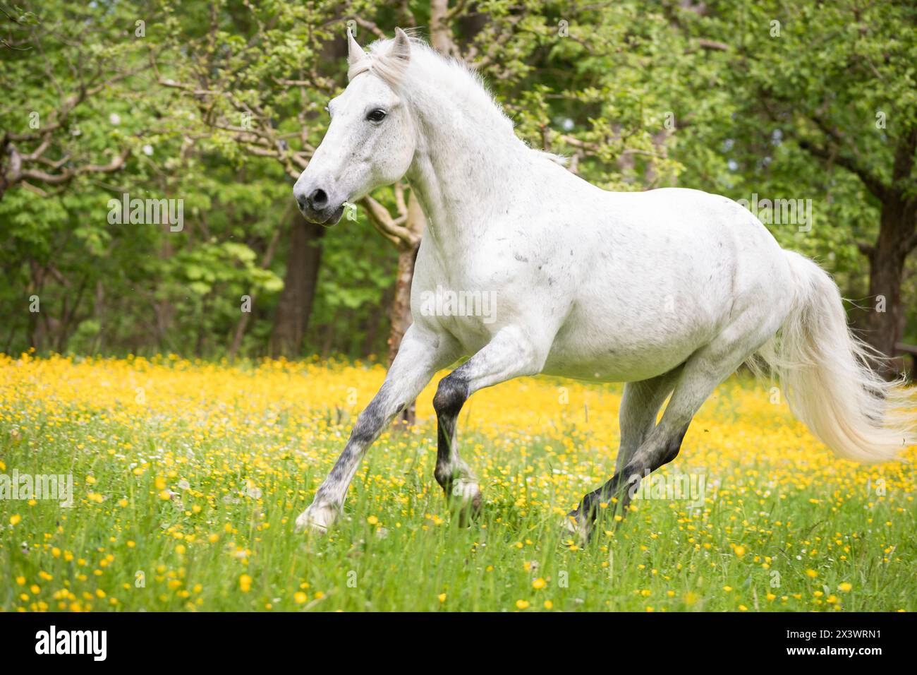 Connemara Pony. Grauwallach galoppiert auf einer blühenden Wiese. Deutschland Stockfoto