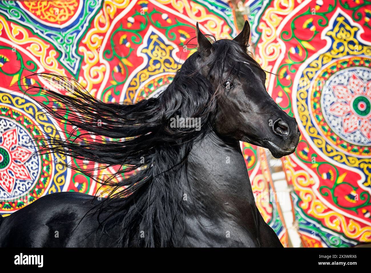 Reinrassiges Arabisches Pferd. Porträt eines schwarzen Hengstes mit einer Mähne, die vor der bunten Wandbehang fließt, Ägypten Stockfoto