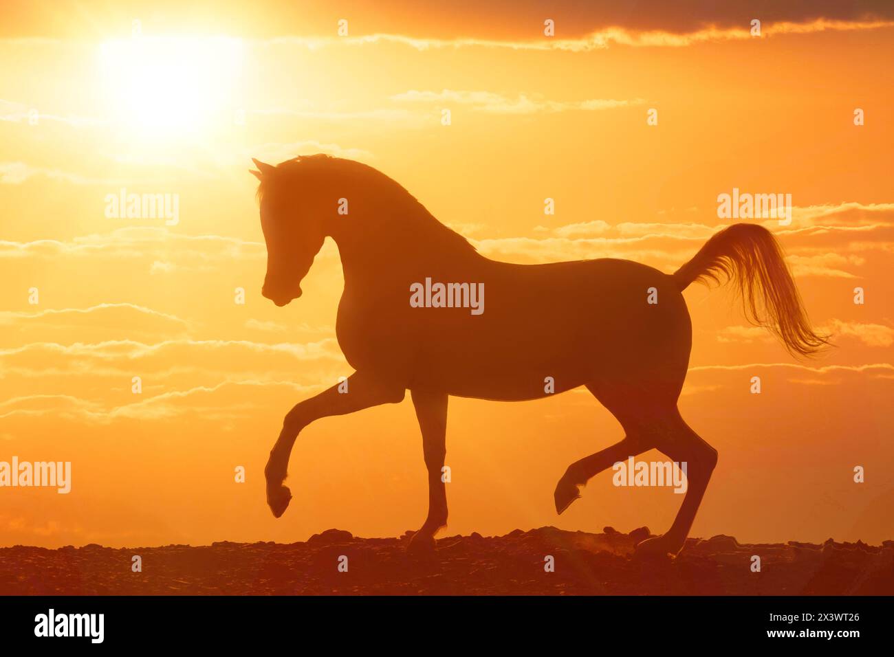 Arabisches Pferd. Mare führt eine Durchfahrt in der Wüste bei Sonnenuntergang durch. Ägypten Stockfoto
