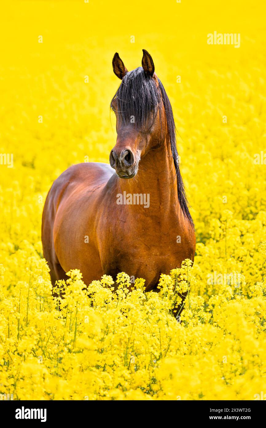 VORANDALUSISCHES x Arabisches Pferd. Hengst, der auf einem Feld mit blühendem Raps steht. Deutschland Stockfoto
