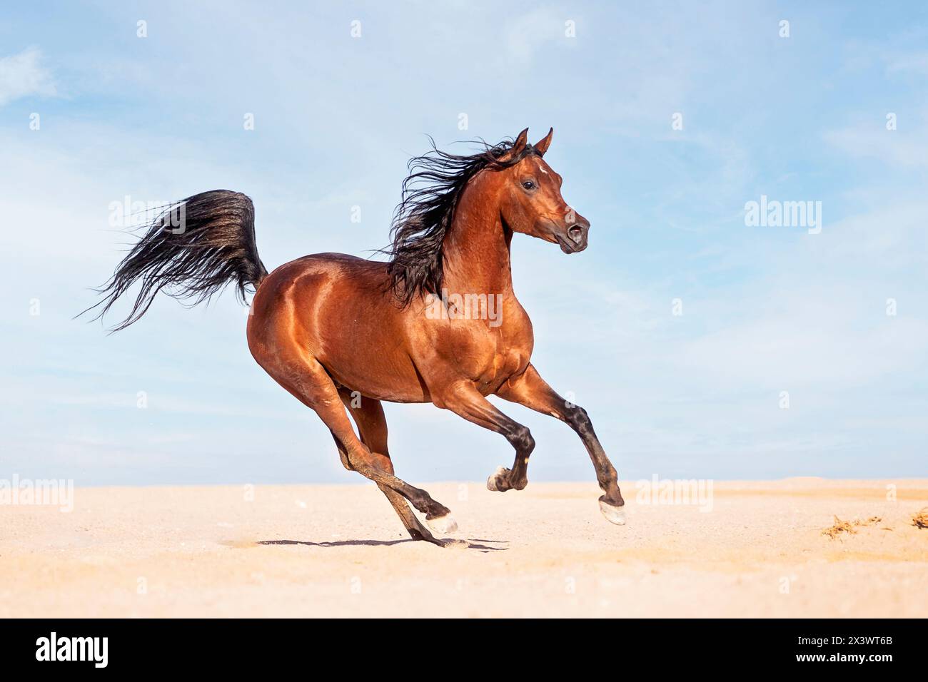 Reinrassiges Arabisches Pferd. Bay Hengst galoppiert in der Wüste. Ägypten Stockfoto