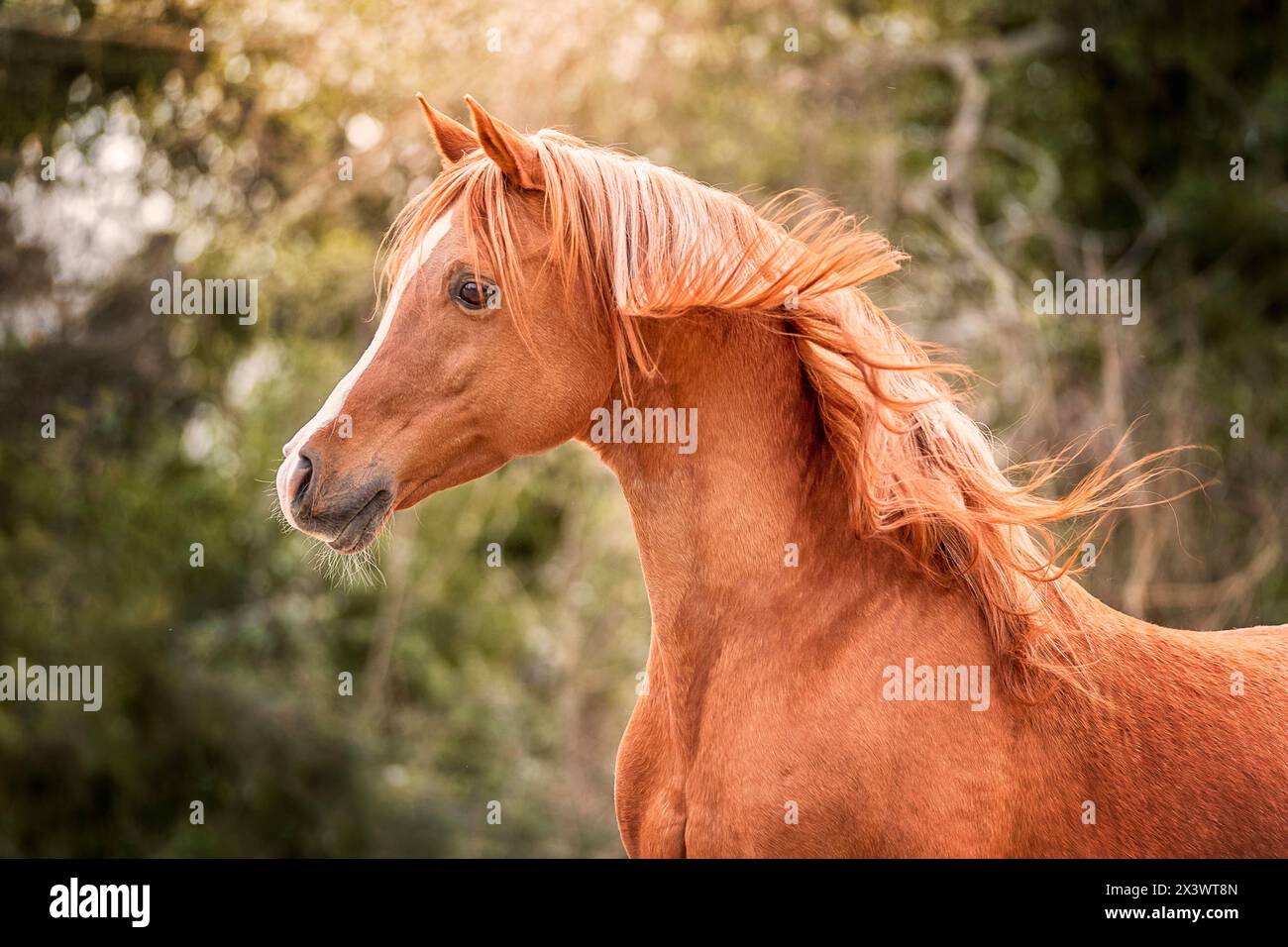 Arabisches Pferd. Porträt des Kastanienhengstes. Frankreich Stockfoto